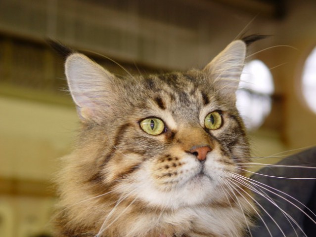 Main coon