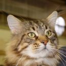 Main coon