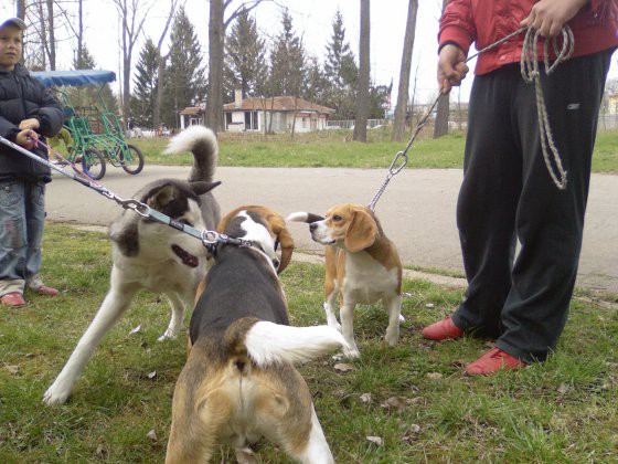 Beagle - foto povečava