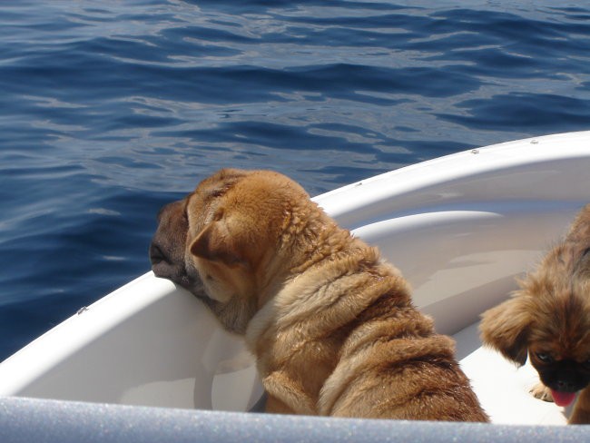 Seveda v čolnu že uživa