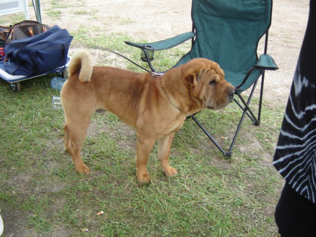 Pasja razstava Trbovje-2008 - foto povečava