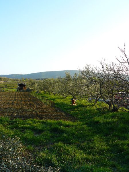 Oljka mora bit