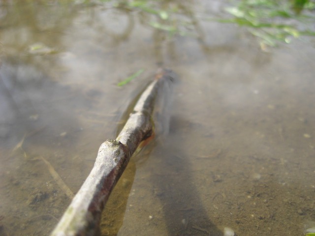 Marec 2008 - foto