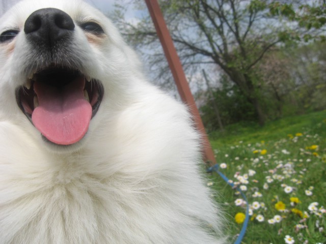 Apriiil - foto