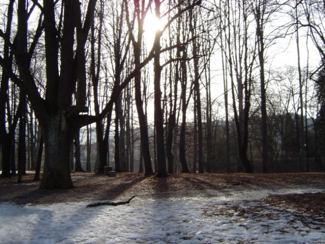 Prelep park v zimskem jutru