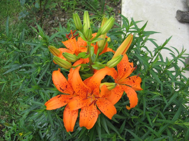 lilium-lilija