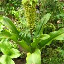 Eucomis