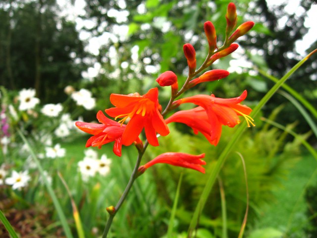 Crocosmia