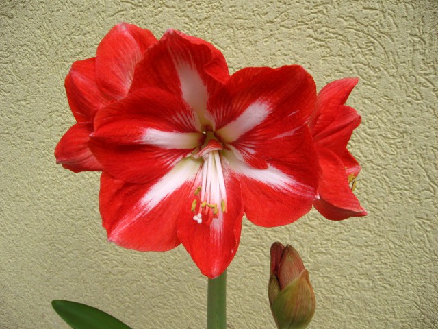 Amarilis1 cveti 1.