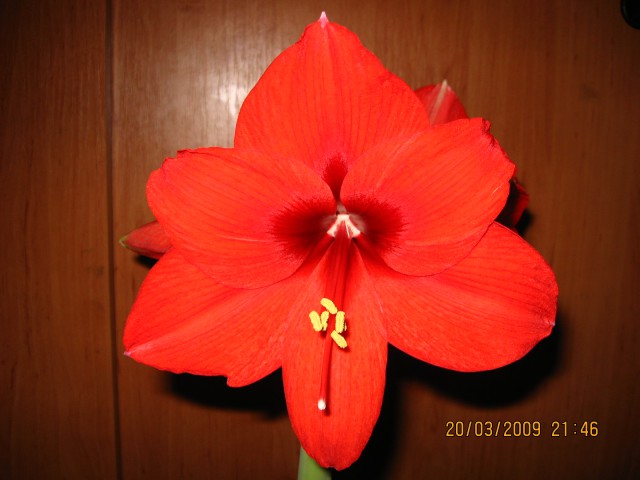 Amarilis 2 cveti1.