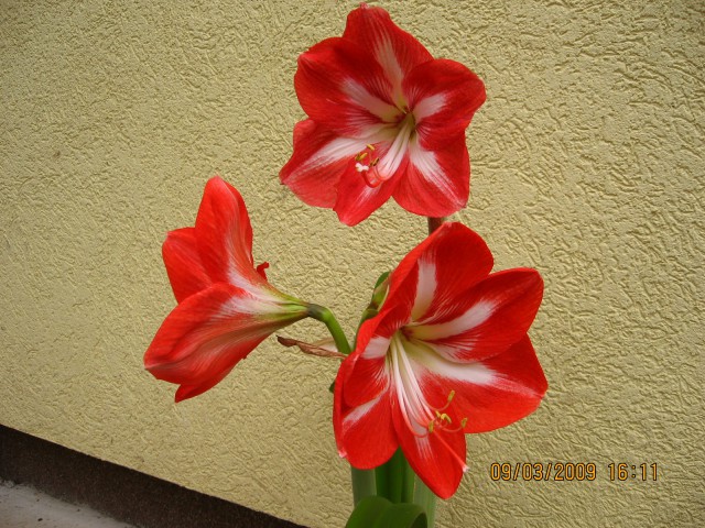 Amarilis 1 cveti2.