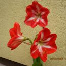 amarilis 1 cveti2.