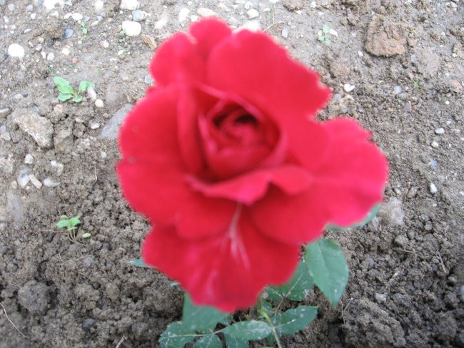vrtnica