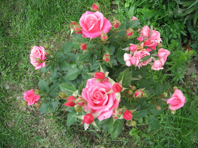 vrtnica z 54 popki