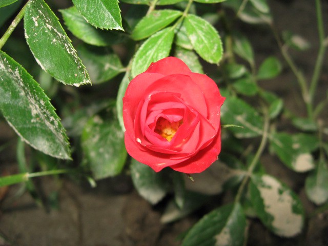 Pokrovna vrtnica 1. cvet