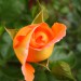 Rose Harkness