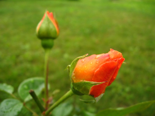 Vrtnice 08 - foto povečava