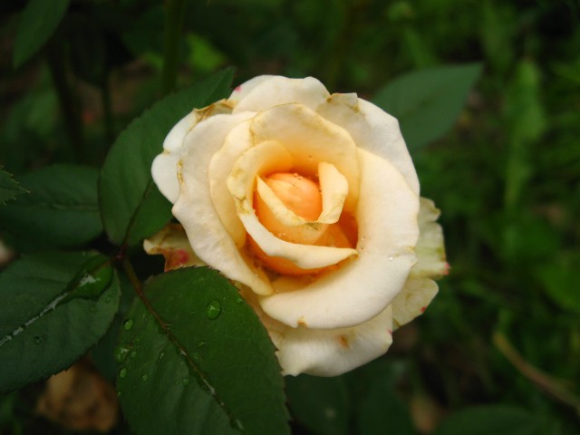 Vrtnice 08 - foto