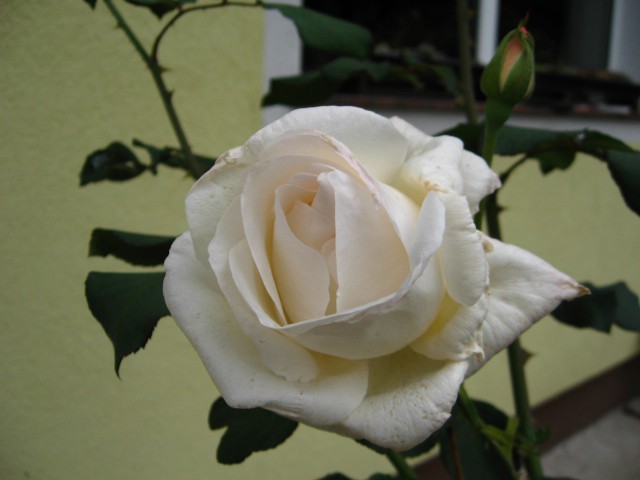 Vrtnice 08 - foto