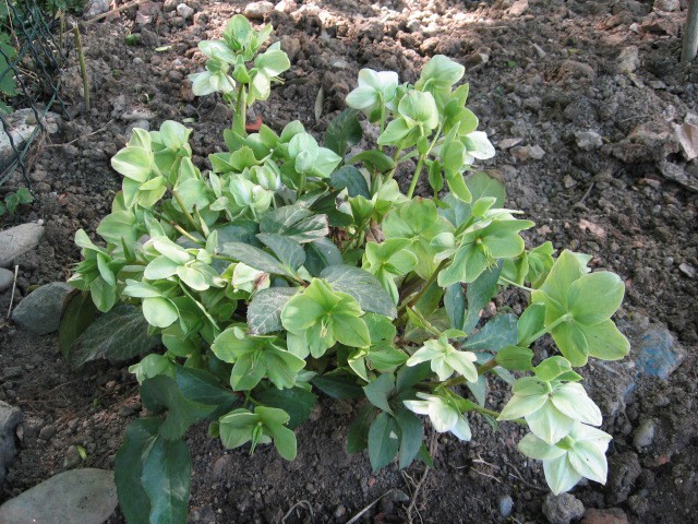 Helleborus-črni teloh