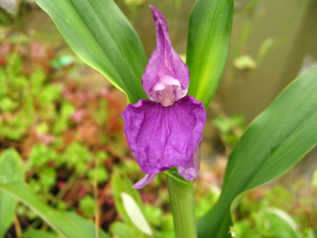 Ingwer orhideja