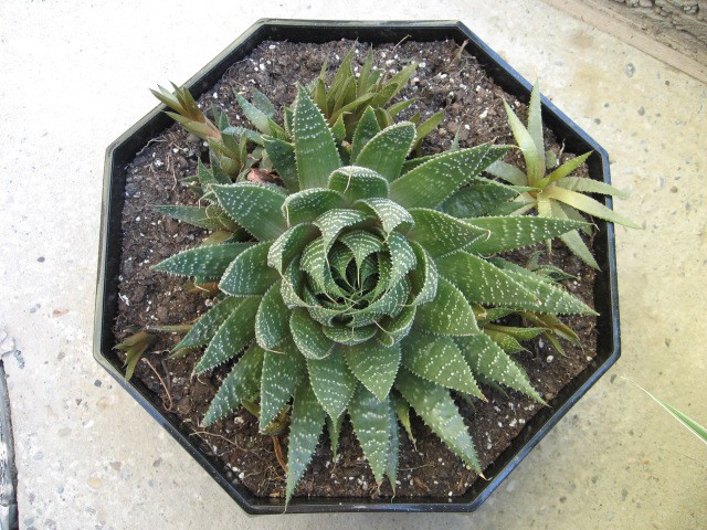 Aloe aristata