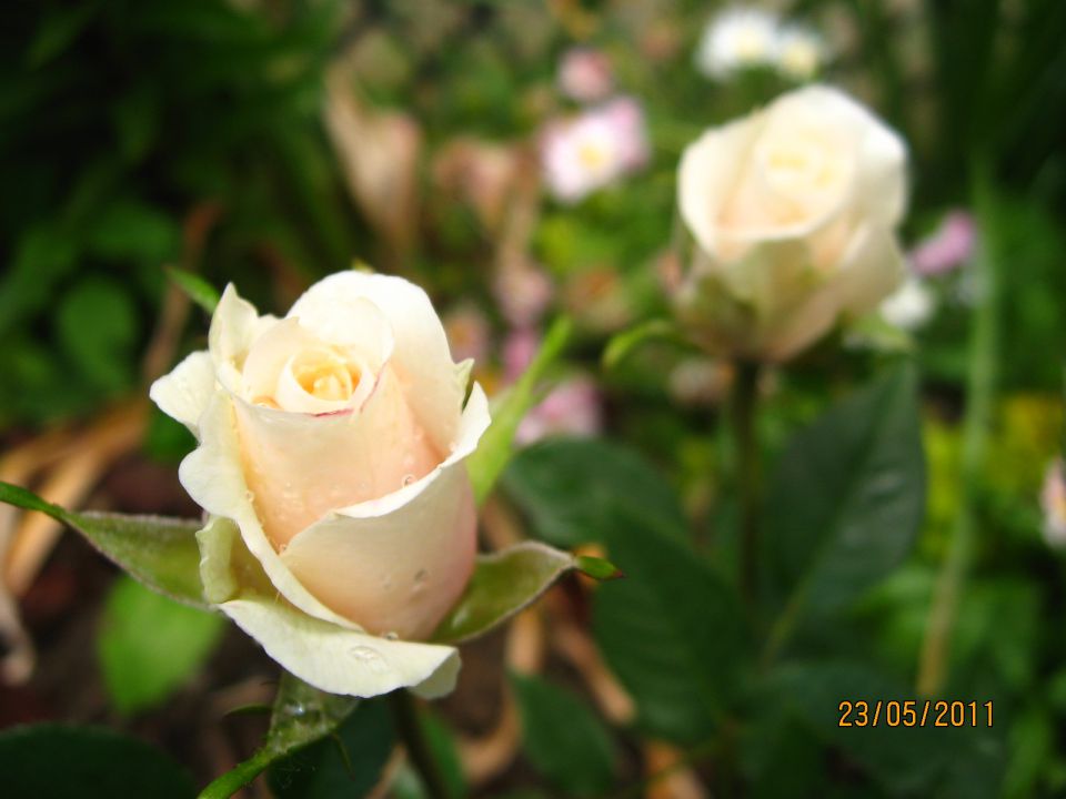 Rože 2010 - foto povečava