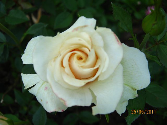 Rože 2010 - foto