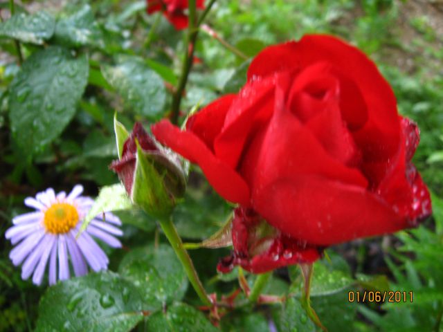 Rože 2010 - foto