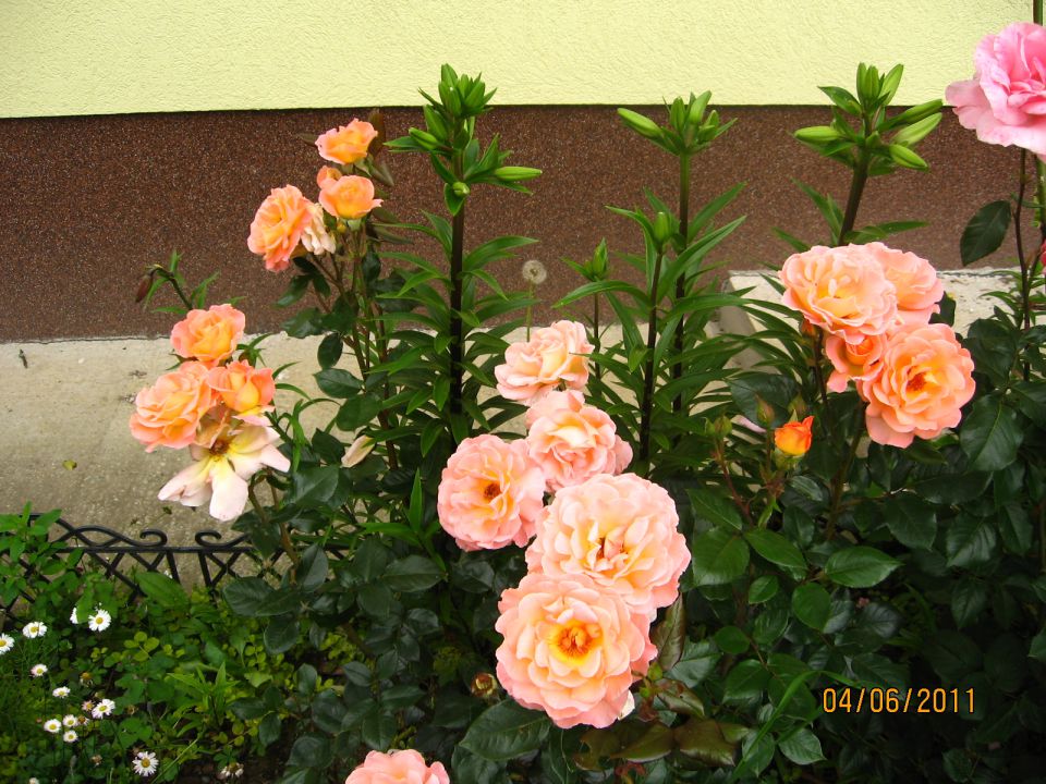 Rože 2010 - foto povečava