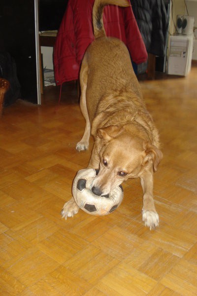 Tipa - foto povečava