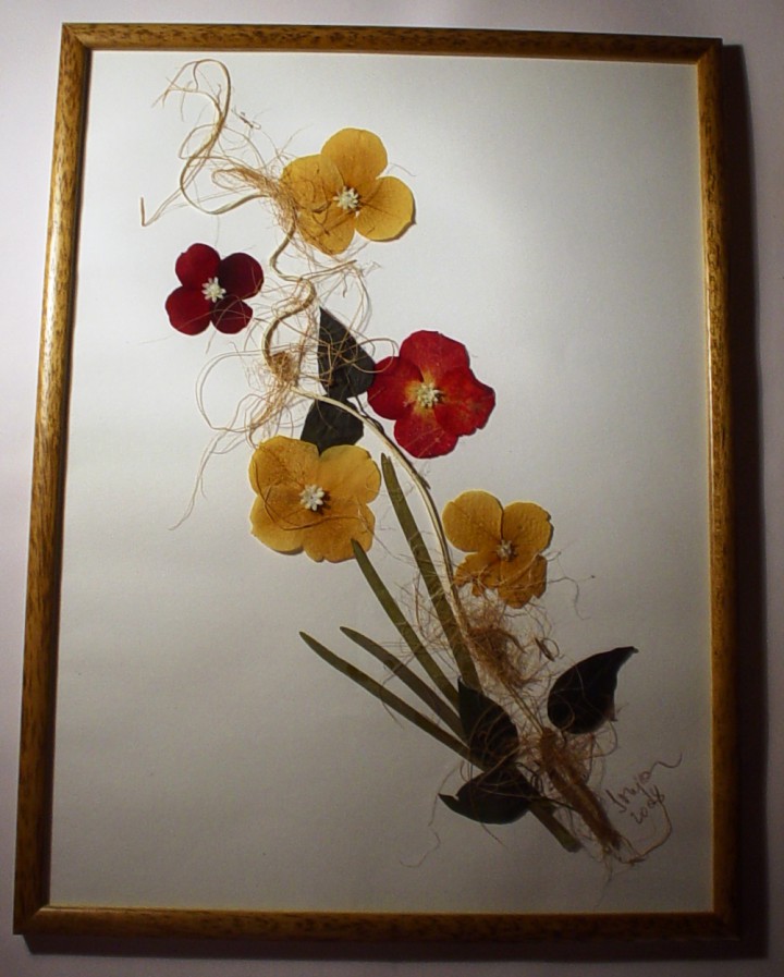 Suho cvetje - slike - foto povečava