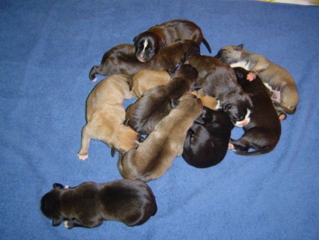 Mladički(Puppies) - foto