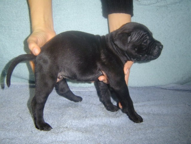 Mladički(Puppies) - foto