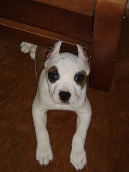 Cha-Cha (Bodewita Crystal Sherry) - foto