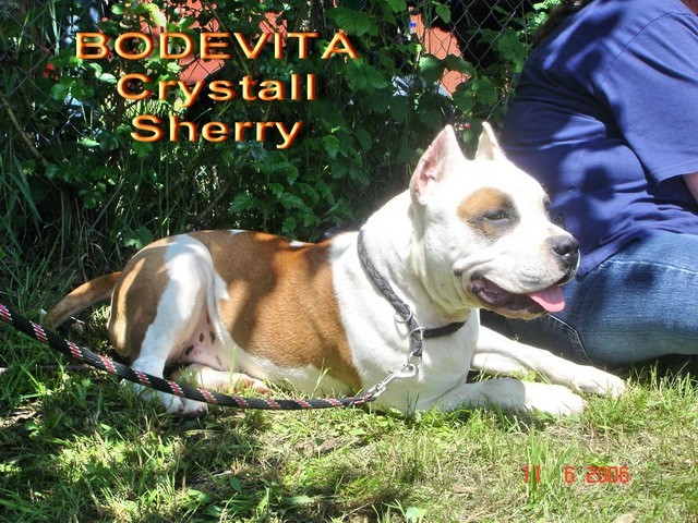 Cha-Cha (Bodewita Crystal Sherry) - foto