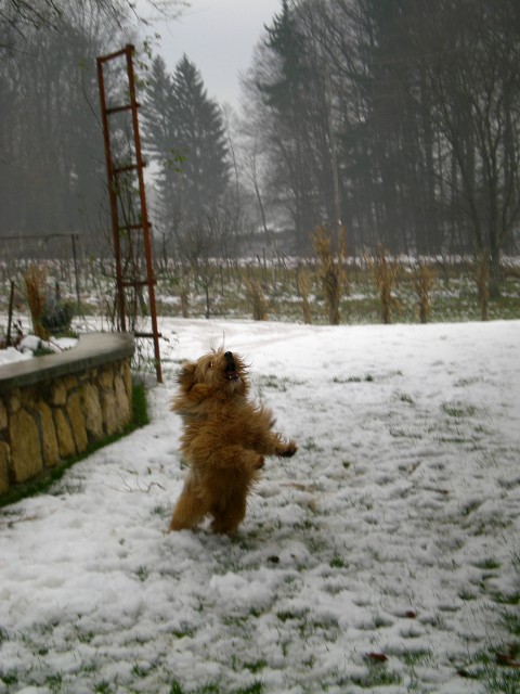 Lan, november 2008 - foto