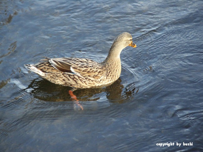 2006-02-17 - Otok ljubezni - foto povečava