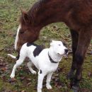 Cookie-american staffordshire terier