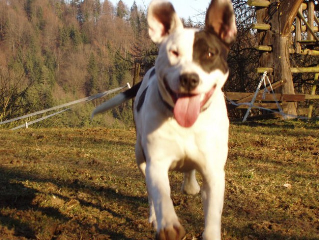 Cookie-american staffordshire terier - foto