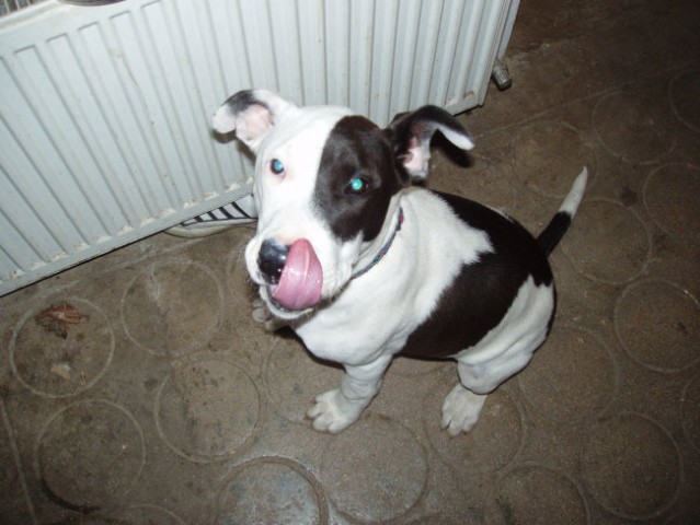 Cookie-american staffordshire terier - foto