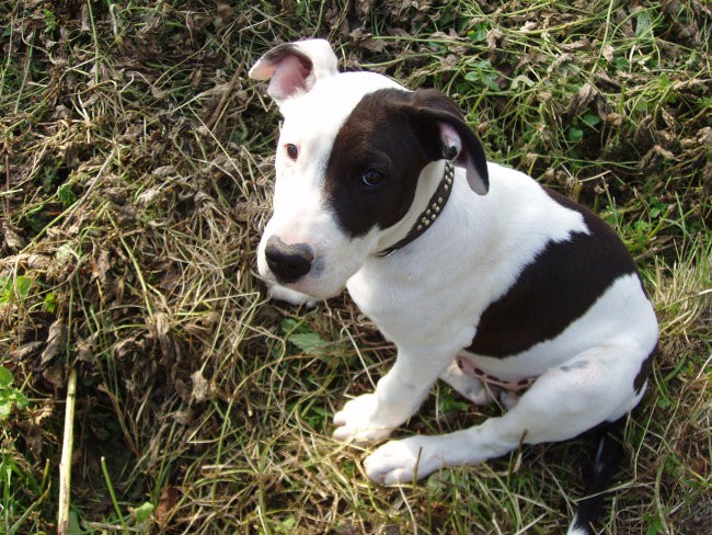 Cookie-american staffordshire terier - foto povečava