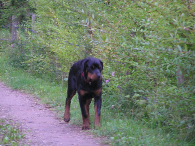 Lunca - foto povečava