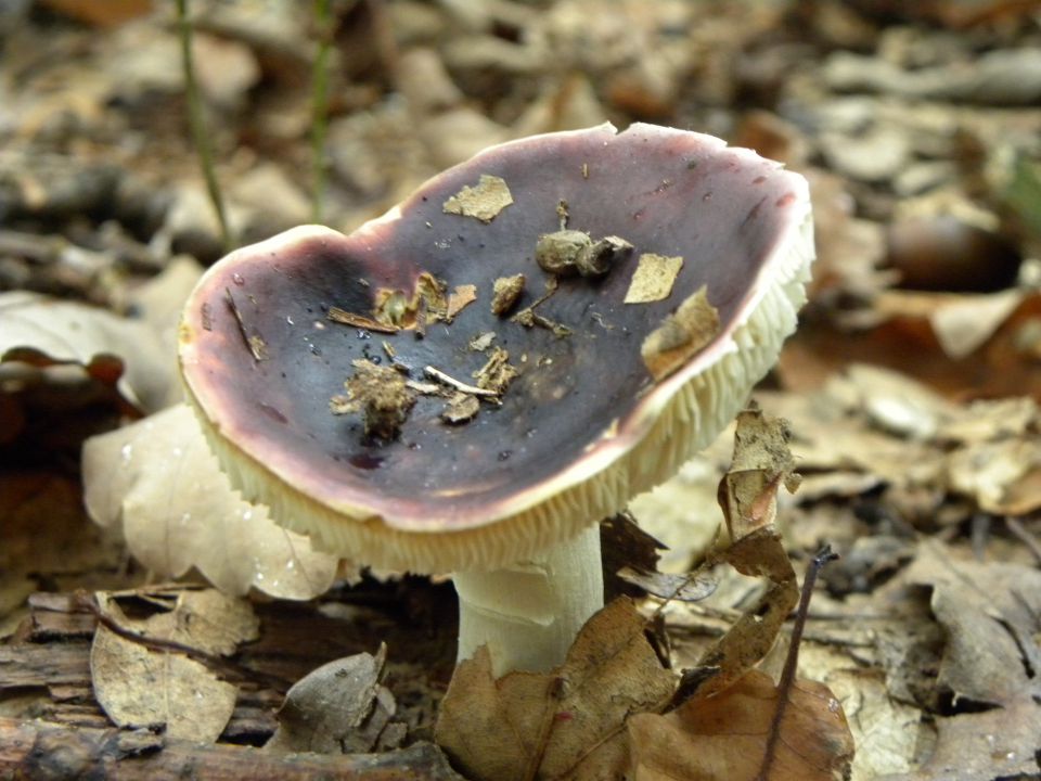 Gobe - foto povečava