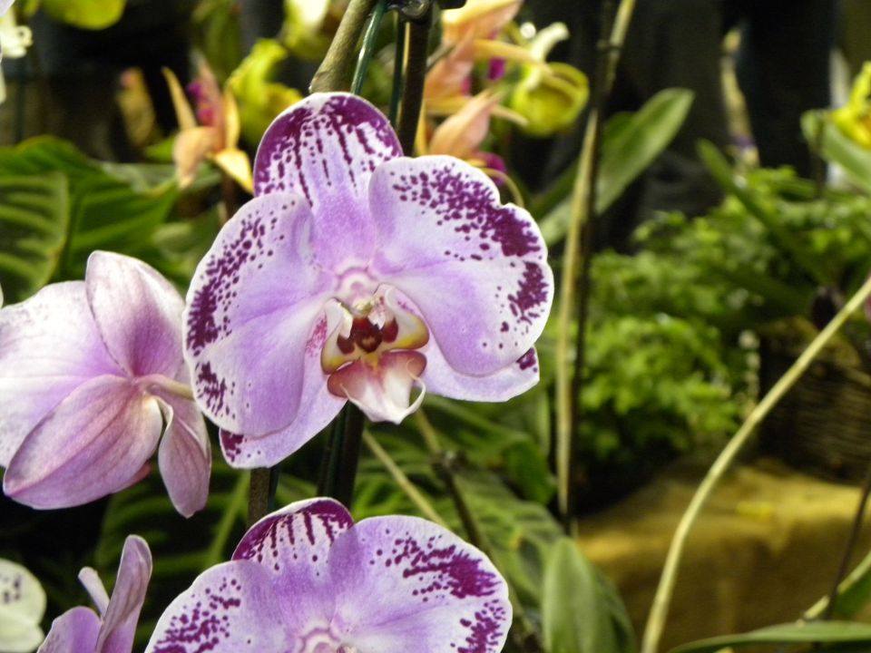 15. evropska razstava orhidej - Budimpešta - foto povečava