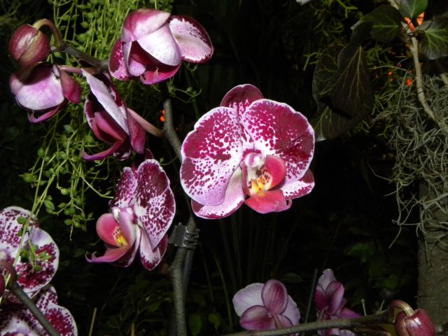 15. evropska razstava orhidej - Budimpešta - foto