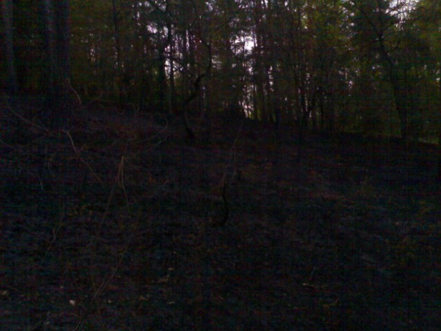 Gozdni požar - foto