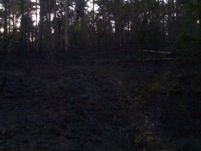 Gozdni požar - foto povečava