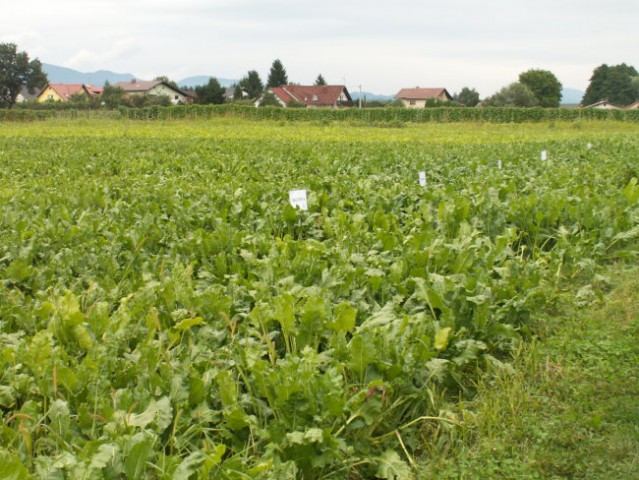 Sladkorna pesa poskus 2005 - foto