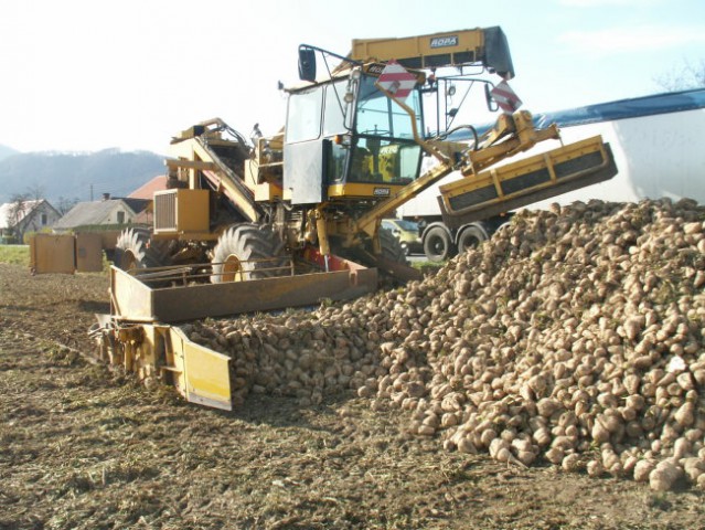 Sladkorna pesa poskus 2005 - foto